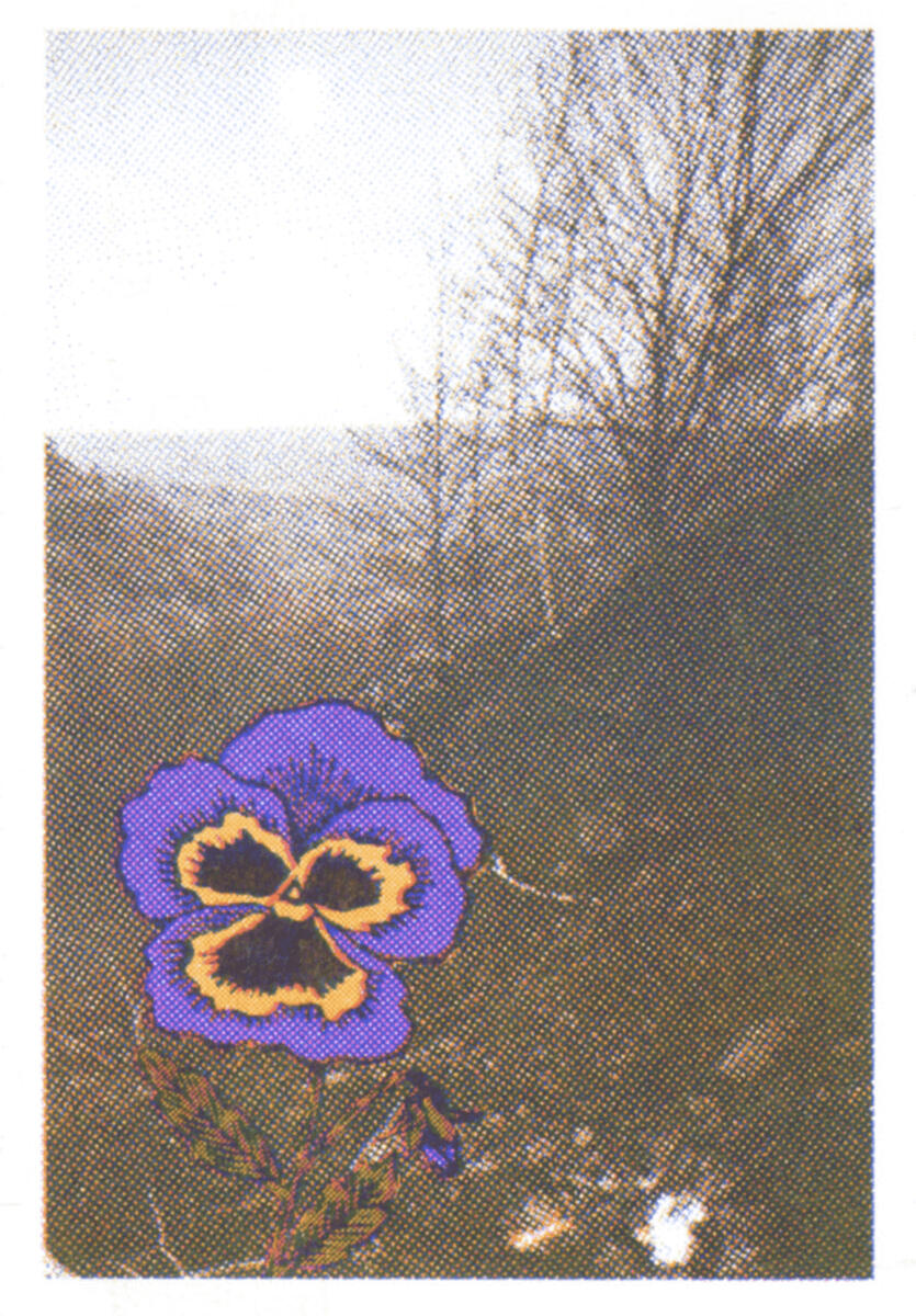 Pansy Pansy